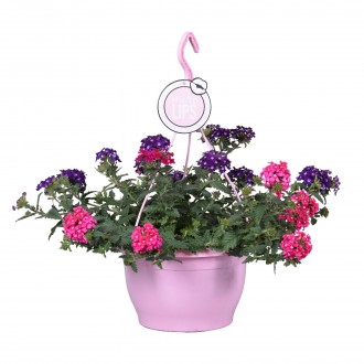 VERBENA GEMEN SUSP V25