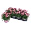 DIANTHUS SPRINT V12