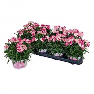 DIANTHUS SPRINT V12