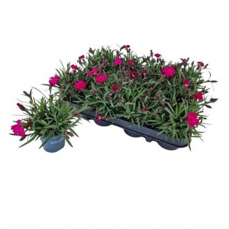 DIANTHUS SCULLY V7