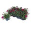 DIANTHUS SCULLY V7