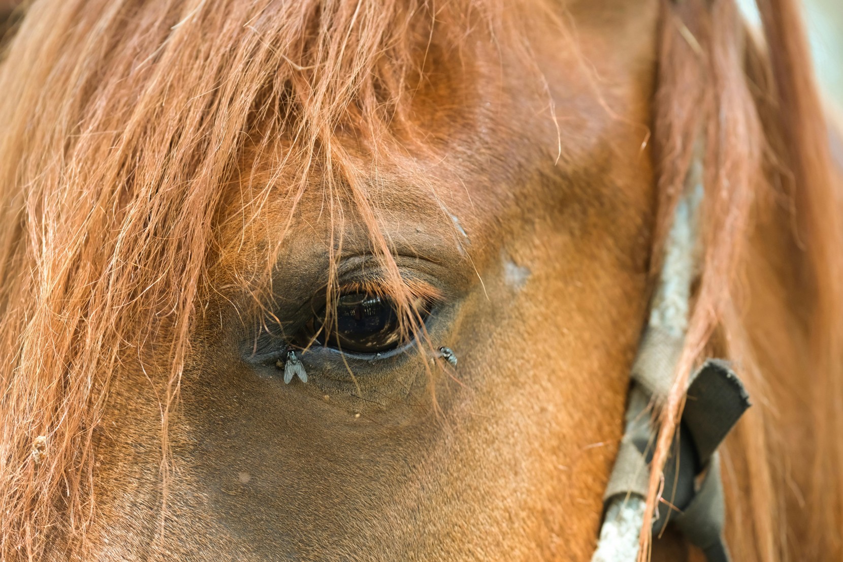 Controlo de Parasitas: vermes, carraas e moscas