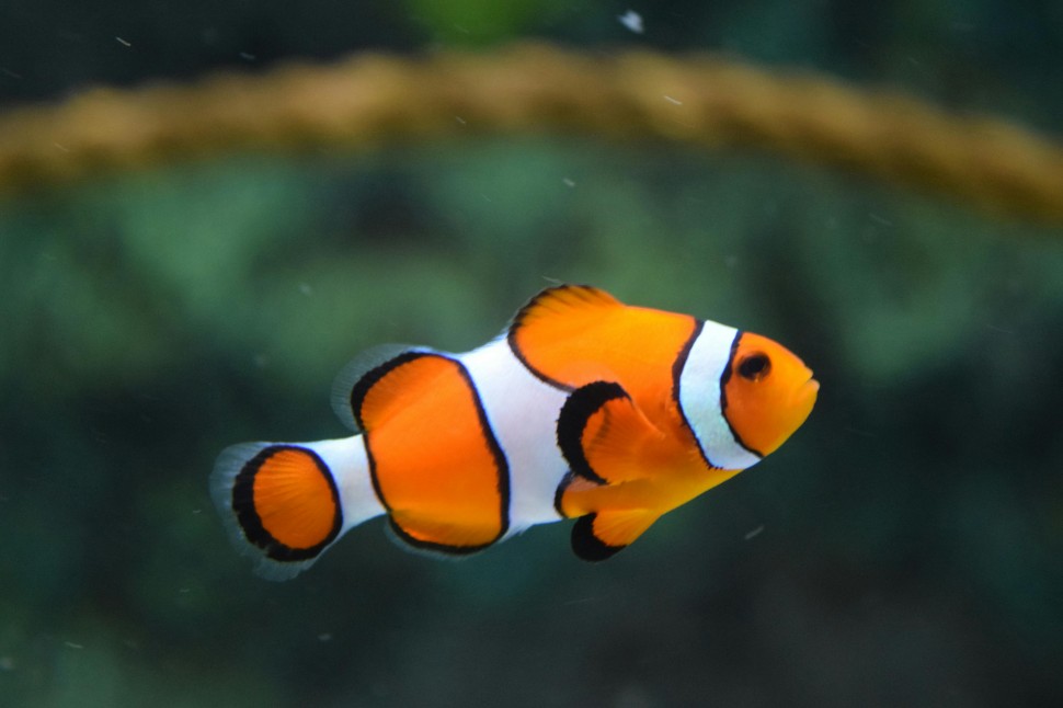 Cuidados com os peixes no Vero