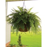 Forro De C�co 25 CM ALTADEX