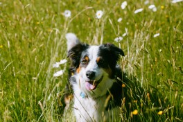 Animais e o calor: perigos e preveno