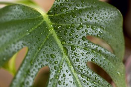 Plantas resistentes ao calor: sugestes de baixa manuteno