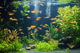 Cuidados com o aqurio no Inverno: temperatura, filtragem e iluminao