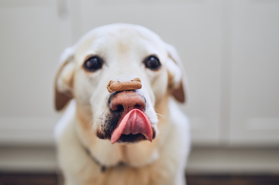 Halloween canino: 3 receitas de biscoitos de abbora para ces