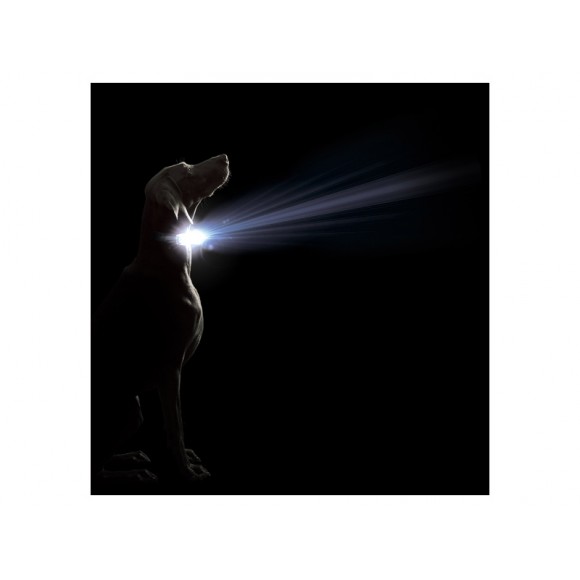 Coleira Para C�o Cometa Com Luz Led Preto 41-51 CM DGS