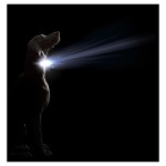 Coleira Para C�o Cometa Com Luz Led Preto 41-51 CM DGS