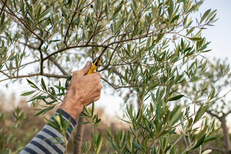 Poda de Oliveiras
