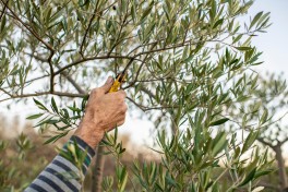 Poda de Oliveiras Poda de Oliveiras