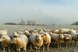 Como minimizar os efeitos do tempo frio nas exploraes pecurias?