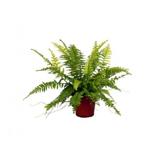 Planta Exterior Feto V12 (1 Unidade)