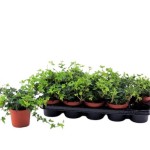 Planta Exterior Hedera V12 (1 Unidade) Planta Exterior Hedera V12 (1 Unidade)