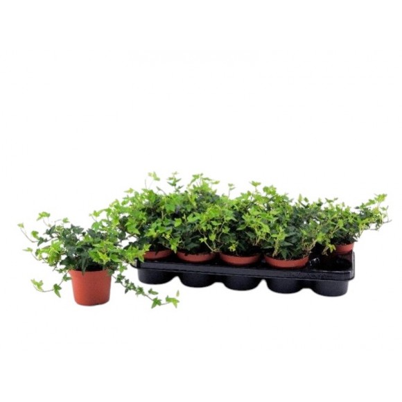 Planta Exterior Hedera V12 (1 Unidade) Planta Exterior Hedera V12 (1 Unidade)