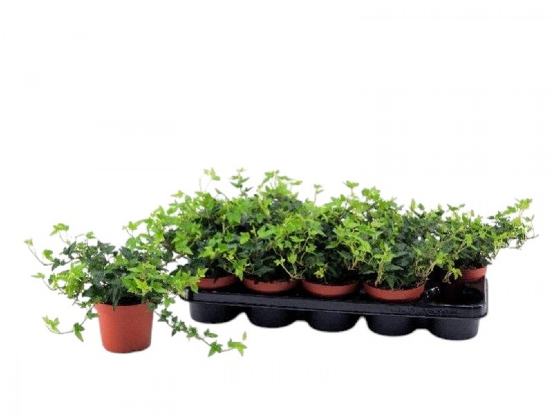 Planta Exterior Hedera V12 (1 Unidade)