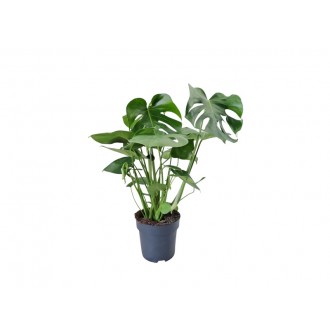 Planta Exterior Monstera V19 (1 Unidade)