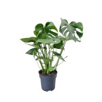 Planta Exterior Monstera V19 (1 Unidade) Planta Exterior Monstera V19 (1 Unidade)