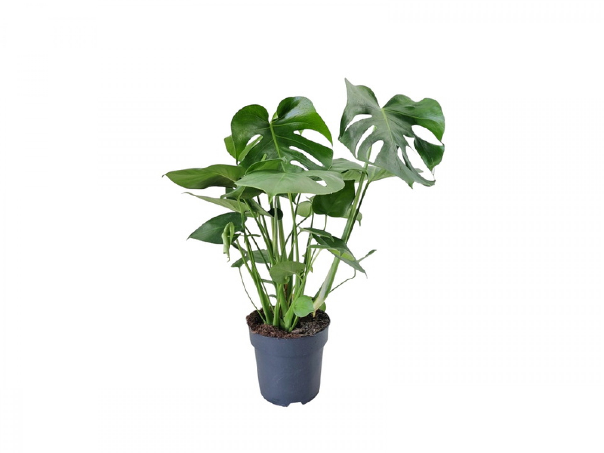 Planta Exterior Monstera V19 (1 Unidade)