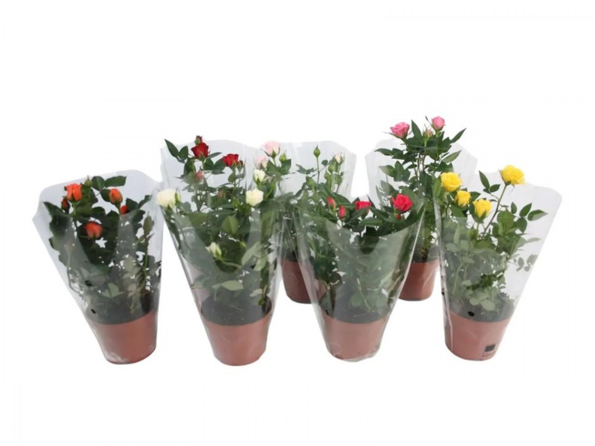 Planta Exterior Rosa V10 (1 Unidade)