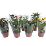 Planta Exterior Rosa V10 (1 Unidade)