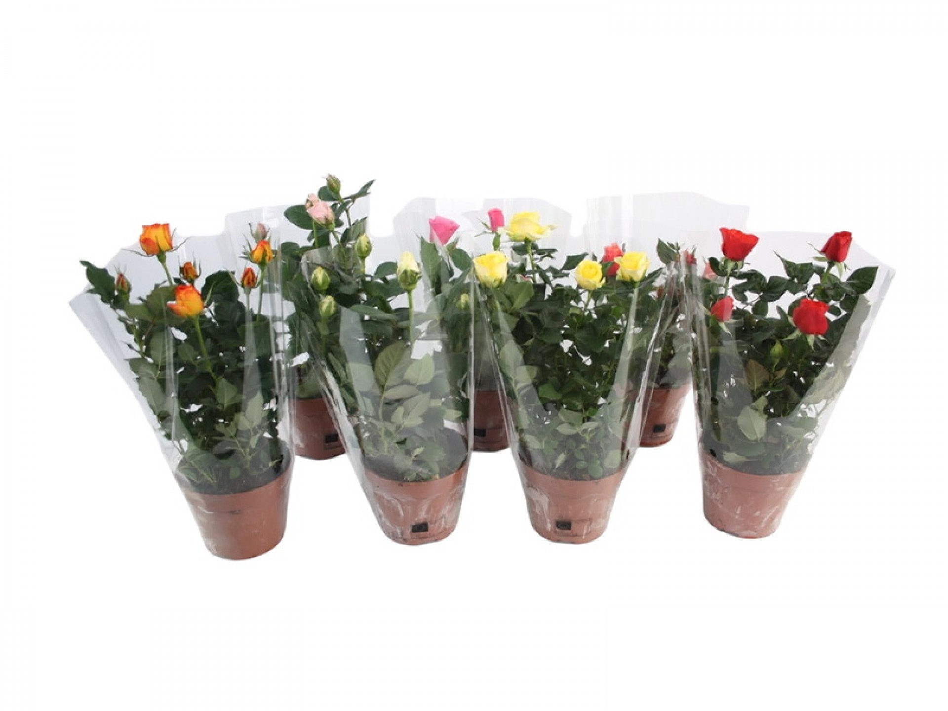 Planta Exterior Rosa V12 (1 Unidade)