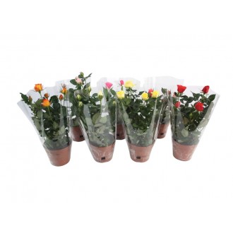 Planta Exterior Rosa V12 (1 Unidade)