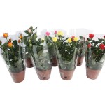 Planta Exterior Rosa V12 (1 Unidade) Planta Exterior Rosa V12 (1 Unidade)