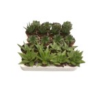 Planta Exterior Suculenta V5 (1 Unidade)