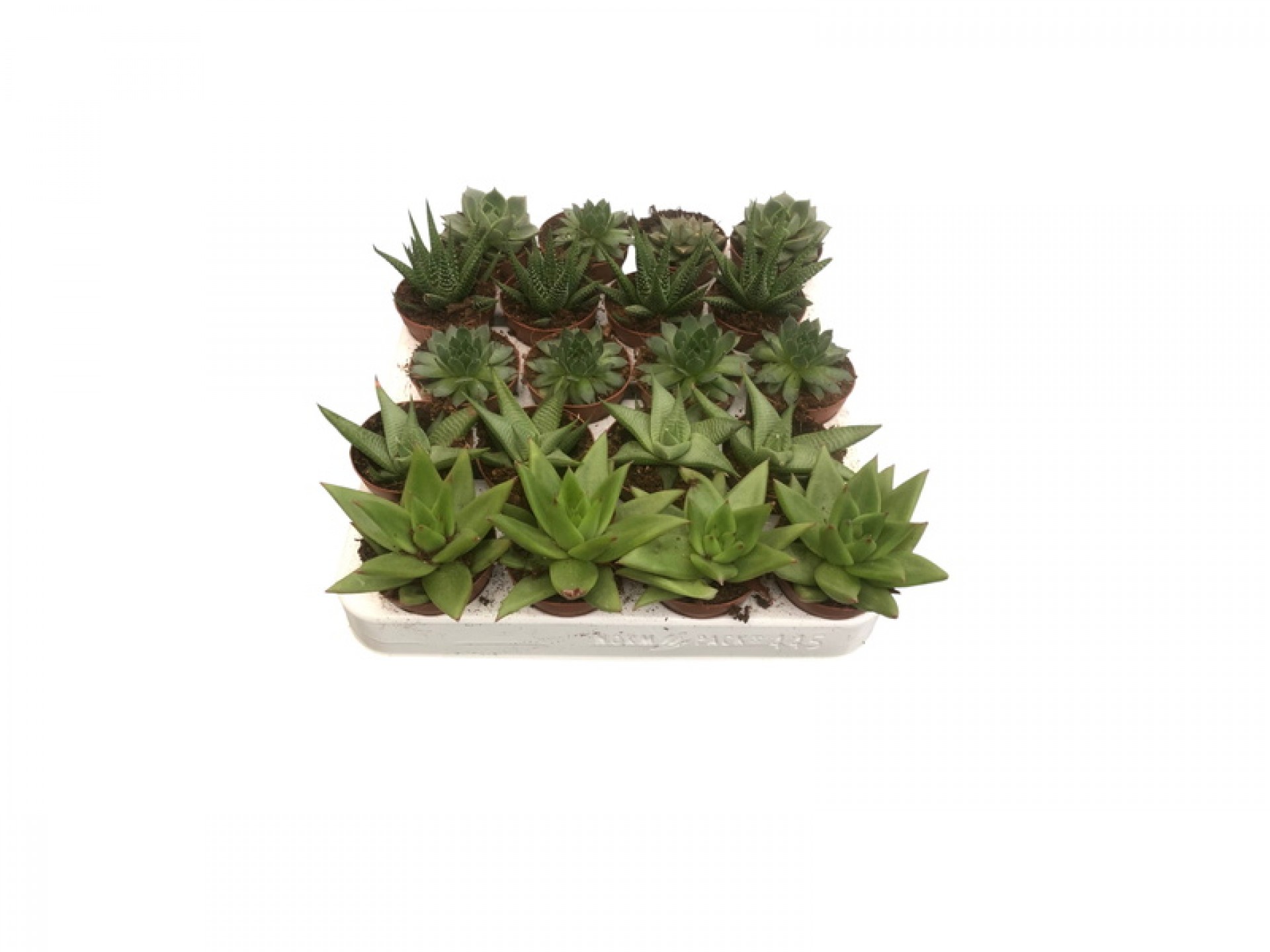 Planta Exterior Suculenta V5 (1 Unidade)