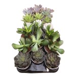 Planta Exterior Suculenta V8 (1 Unidade)