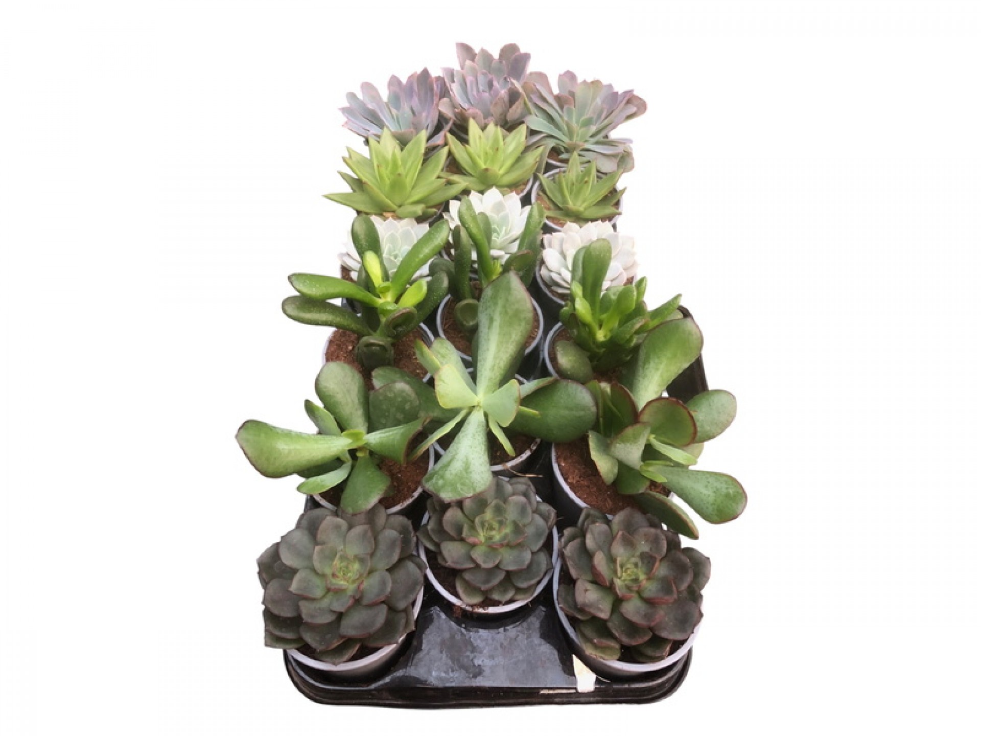 Planta Exterior Suculenta V8 (1 Unidade)