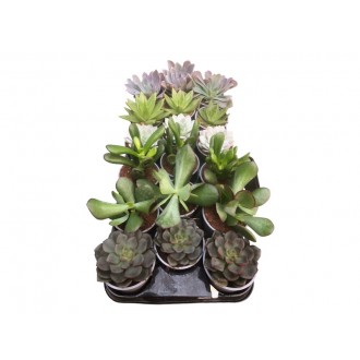 Planta Exterior Suculenta V8 (1 Unidade)