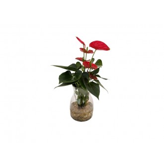 Planta Interior Anthurium Hydro (1 Unidade)