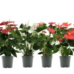 Planta Interior Anthurium V12 (1 Unidade)