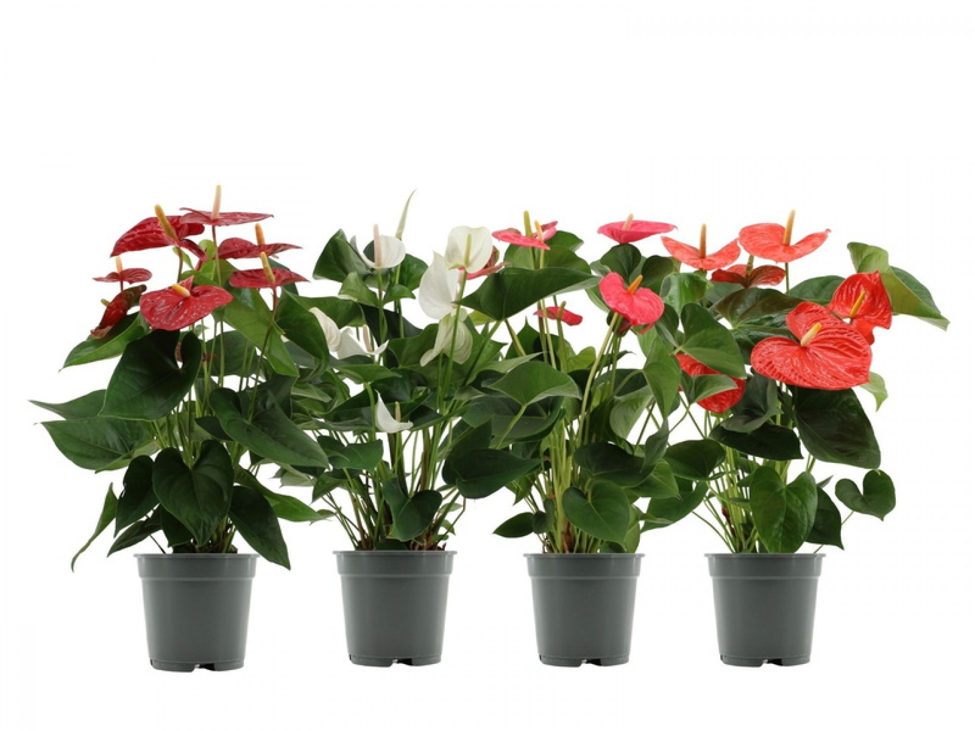 Planta Interior Anthurium V12 (1 Unidade)