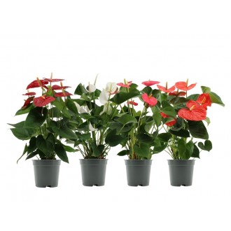 Planta Interior Anthurium V12 (1 Unidade)