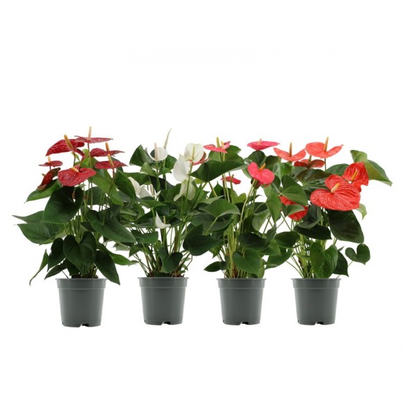 Planta Interior Anthurium V12 (1 Unidade)