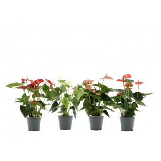 Planta Interior Anthurium V14 (1 Unidade)