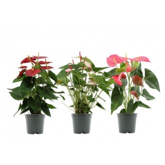 Planta Interior Anthurium V17 (1 Unidade)