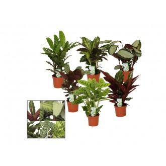 Planta Interior Calathea V12 (1 Unidade)