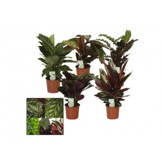Planta Interior Calathea V14 (1 Unidade)