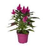 Planta Interior Celosia V12 (1 Unidade) Planta Interior Celosia V12 (1 Unidade)