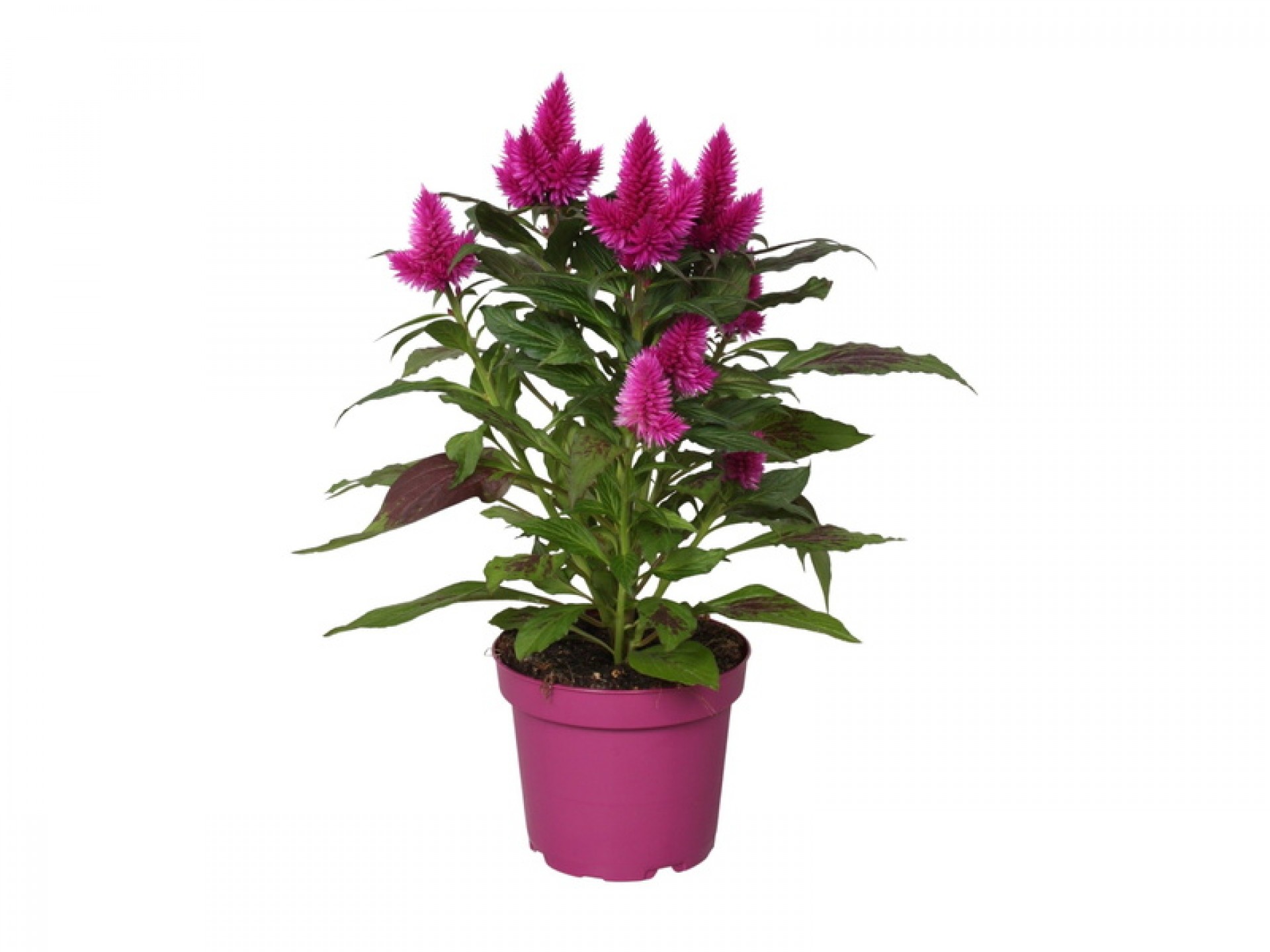 Planta Interior Celosia V12 (1 Unidade)