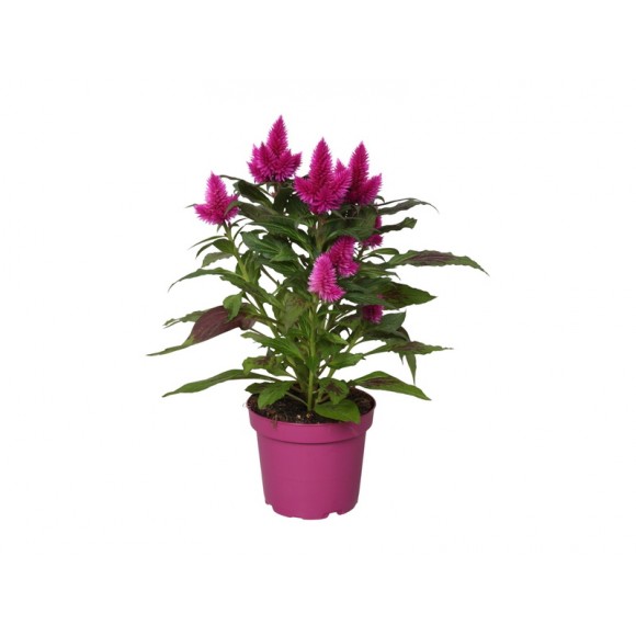 Planta Interior Celosia V12 (1 Unidade) Planta Interior Celosia V12 (1 Unidade)