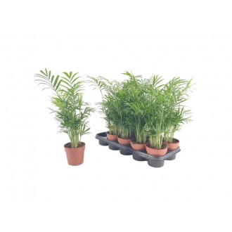 Planta Interior Chamaedorea V12 (1 Unidade)