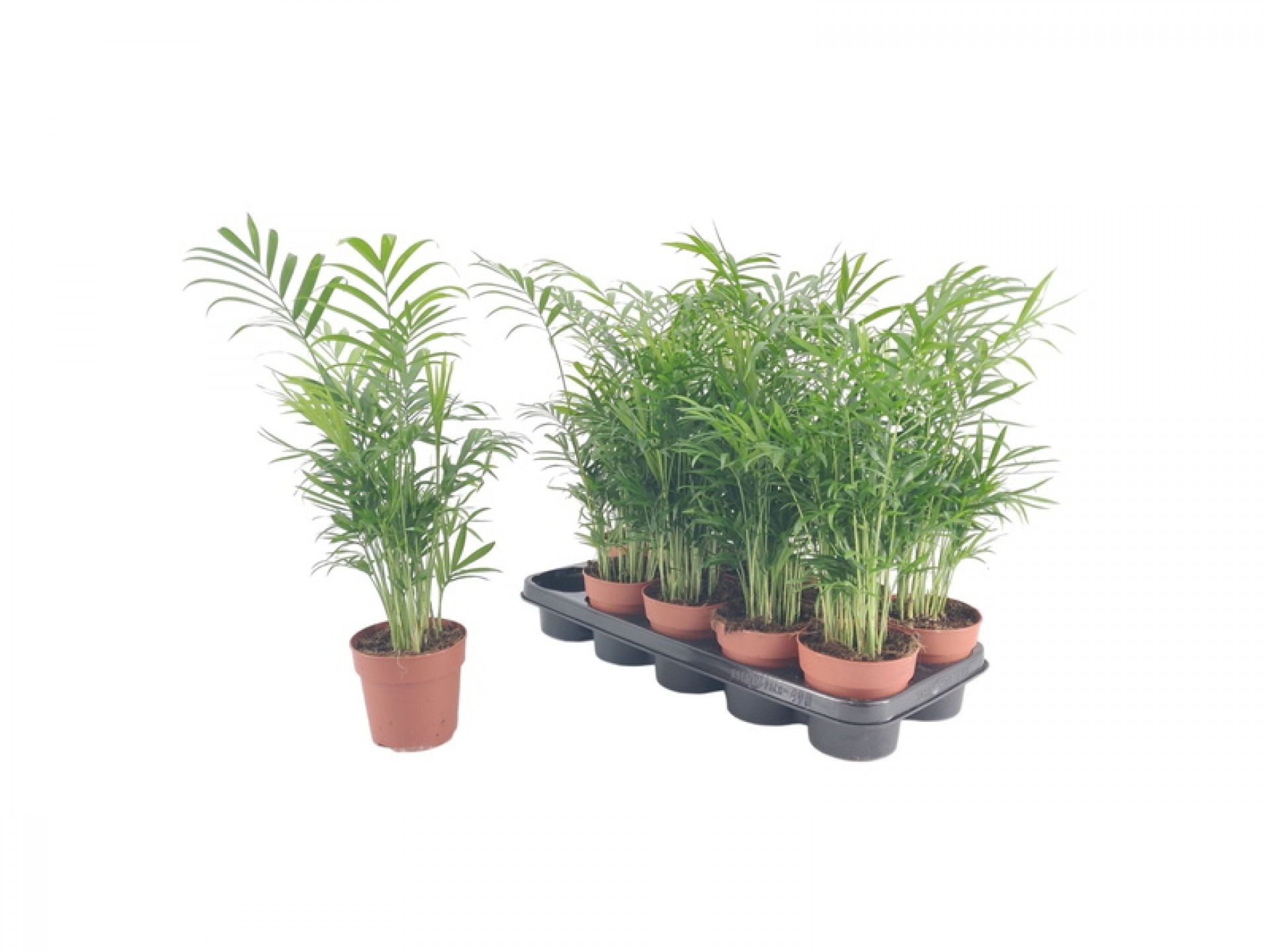 Planta Interior Chamaedorea V12 (1 Unidade)