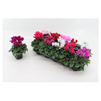 Planta Interior Cyclamen V12 (1 Unidade)