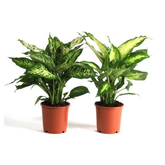 Planta Interior Dieffenbachia V12 (1 Unidade)
